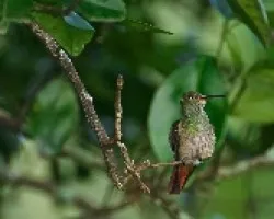 Amazilia tzacatl