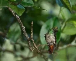 Amazilia tzacatl