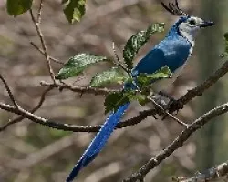 Calocitta formosa