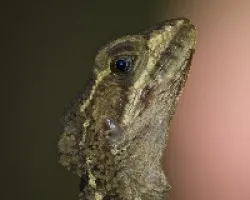 Retrato
