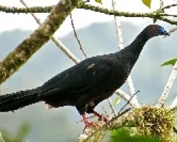 Chamaepetes unicolor