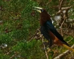 Psarocolius wagleri