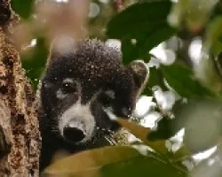 Pizote