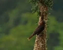 Oropendolas en su nido
