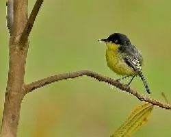 Todirostrum cinereum (1)