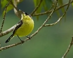 Todirostrum cinereum (2)