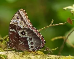 Morpho