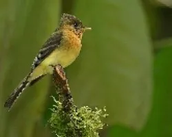 Mitrephanes phaeocercus