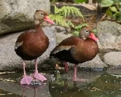 Dendrocygna autumnalis (1)