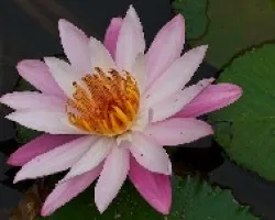 Nenufar 1