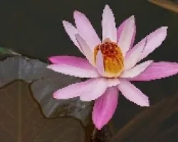 Nenufar 2