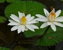 Nenufar 3
