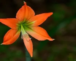 Flor 1