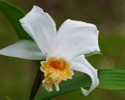 Flor 2