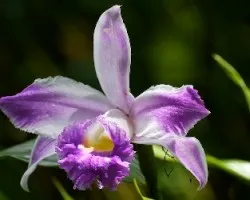 Flor 3