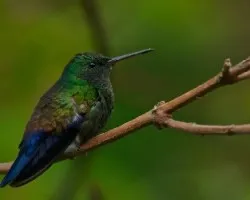 Amazilia saucerrottei