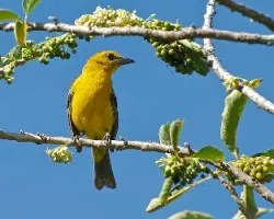 Piranga bidentata
