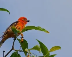 Piranga bidentata (m)