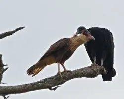 Cara cara y zopilote