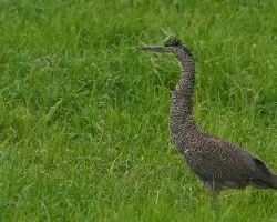 Tigrisoma mexicanum
