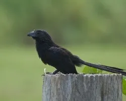 Crotophaga sulcirostris