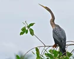 Anhinga anhinga (1)