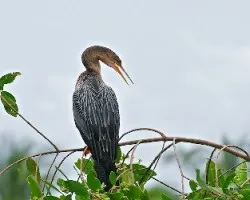Anhinga anhinga (2)