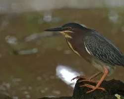 Butorides virescens