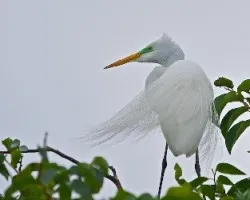 Casmerodius albus (1)