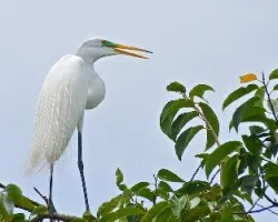 Casmerodius albus (2)