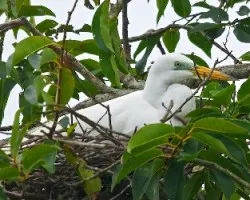 Casmerodius albus (3)