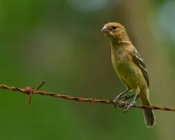 Sporophila torqueola