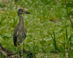 Nyctanassa violacea Juvenil