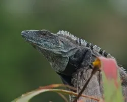 Iguana