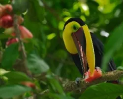 Ramphastos swainsonii