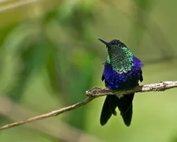 Thalurania colombica