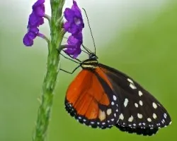 Mariposa