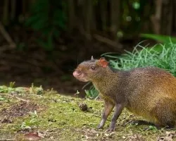 Dasyprocta punctata (1)