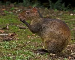 Dasyprocta punctata (2)