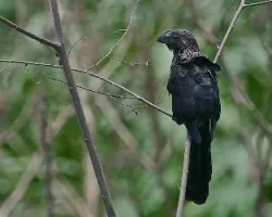 Crotophaga ani