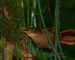 Automolus ochrolaemus