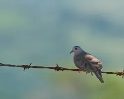 Columbina minuta