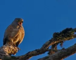 Buteo magnirostris