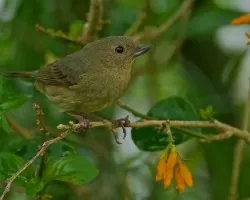 Diglossa plumbea (1)