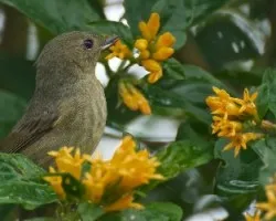 Diglossa plumbea (2)