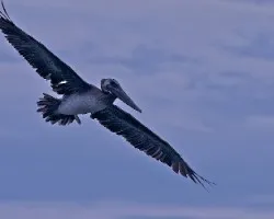 Pelecanus occidentalis