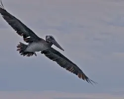 Pelecanus occidentalis