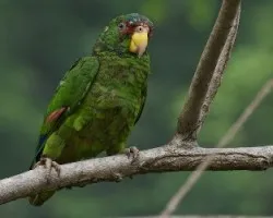 Amazona albifrons