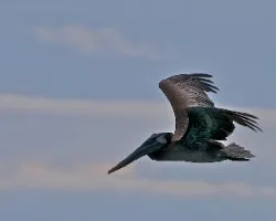 Pelecanus occidentalis (1)