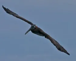Pelecanus occidentalis (2)